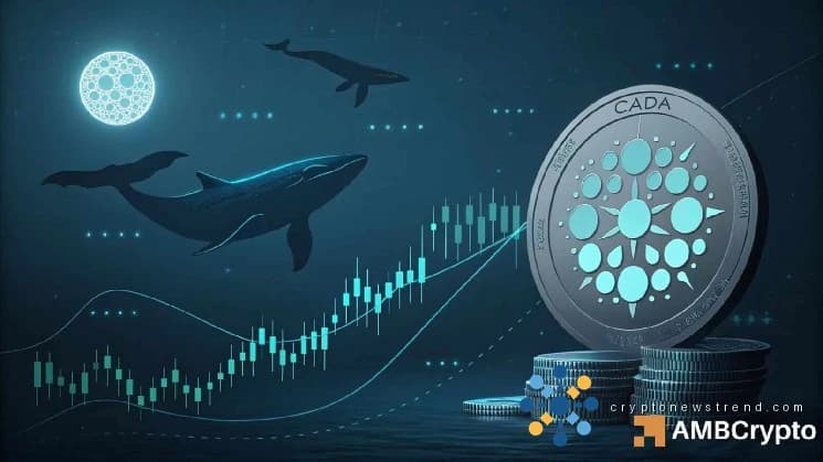 Cardano’s long-term structure is changing – How whales played a part
