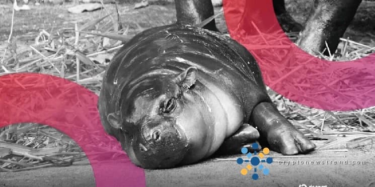 Kryptowährung erlebt nach unglücklicher Begegnung mit geliebtem Miniatur-Flusspferd einen plötzlichen Anstieg