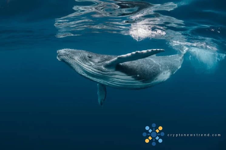 Bitcoin Whale-Retail Delta ETF-Era میں گرتا ہے کیونکہ سمارٹ پیسہ محتاط ہو جاتا ہے