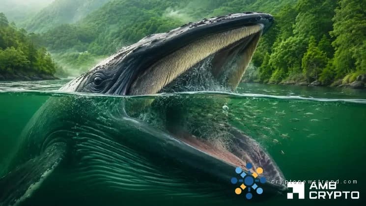 وہیل کے جمع ہونے پر IOTA راکٹ 14% - پرپس اس اقدام کو پیچھے چھوڑتے ہیں۔