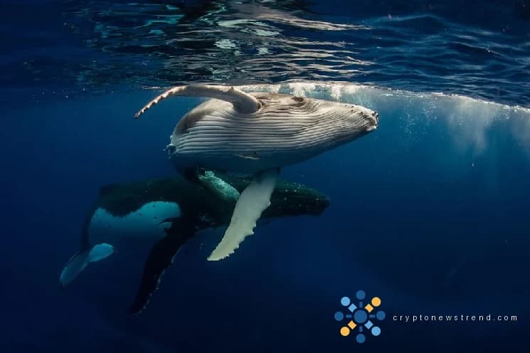 Una ballena china de criptomonedas que había estado en silencio durante dos meses ejecutó hoy una transacción de 395 millones de dólares
