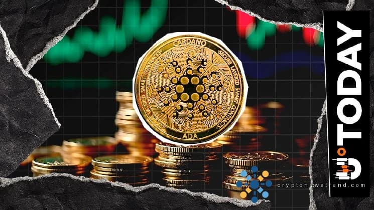 卡尔达诺的投资者基础已增至 1000 万，其中近 425 名巨鲸在市场反弹的萌芽中积累了资产。