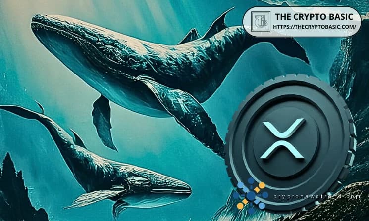 Large XRP Whales Boost Holdings to All-Time High of 11.33 Billion Tokens