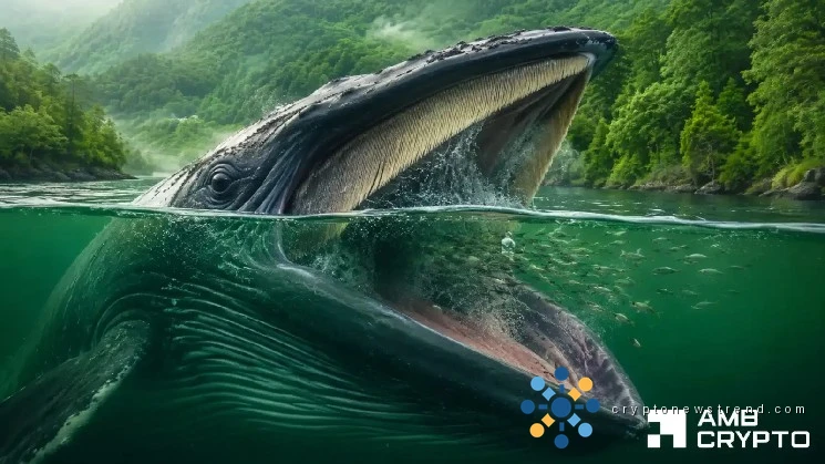 IOTA rockets 14% as whales accumulate – Perps back the move